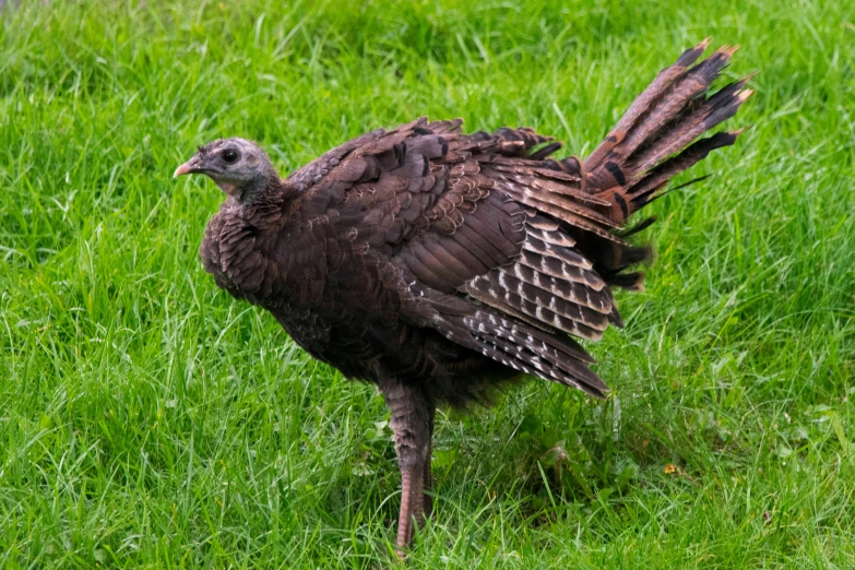 a turkey standing in some grass looking at soing