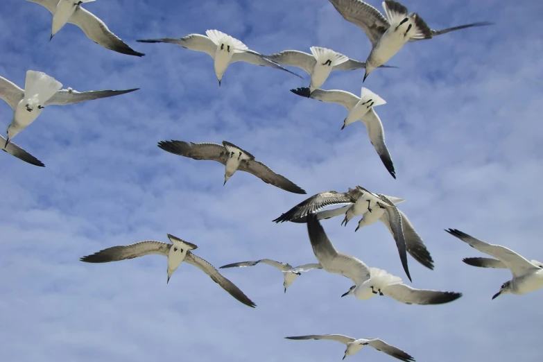 a large flock of birds flying through a blue sky