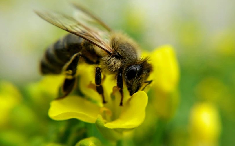 a close up of a bee sitting on yellow flowers