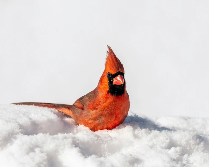 a red cardinal rests in the snow on a gray winter day