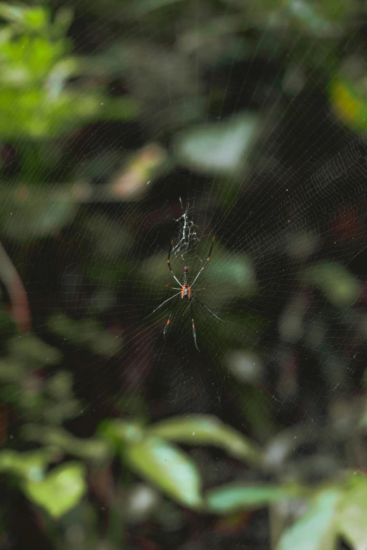 a red and black spider sitting in the middle of its web
