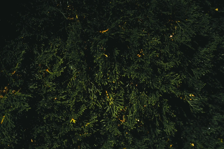 the top view of many trees on a dark night