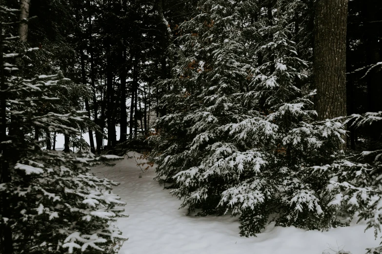 snowy trees and snow covered ground in front of dark woods