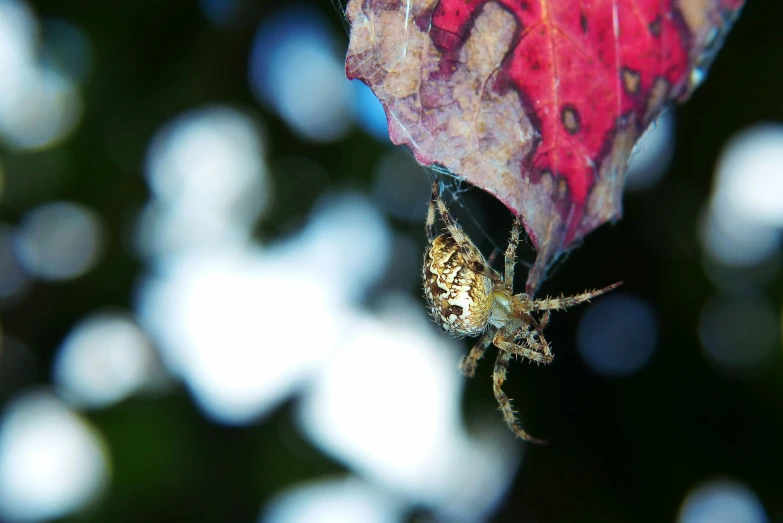 a close up of a spider on a leaf