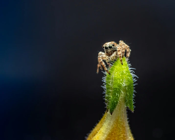 a plant with two very large jumping spider on it
