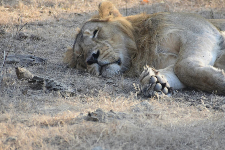 a large lion rests on a dry grass field