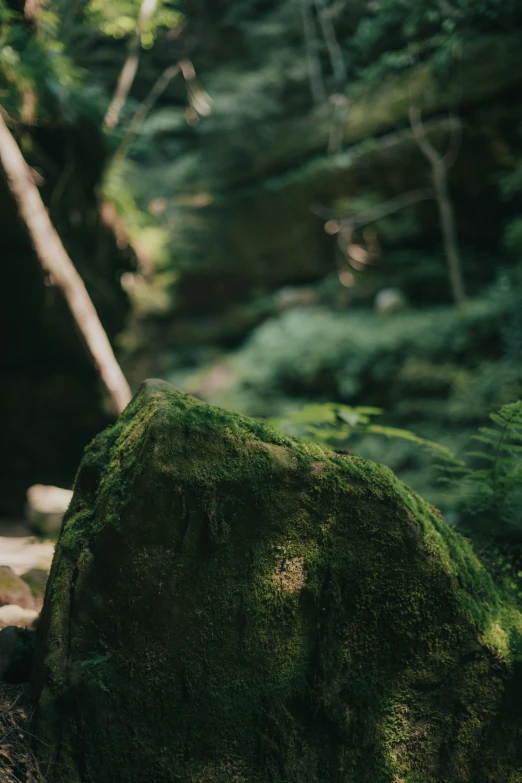 a rock that is covered in some very green moss