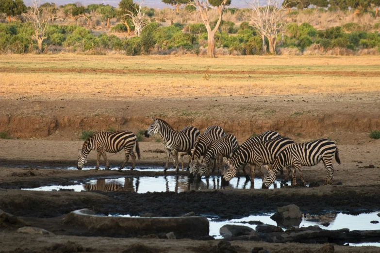 a group of zes are in the water, drinking