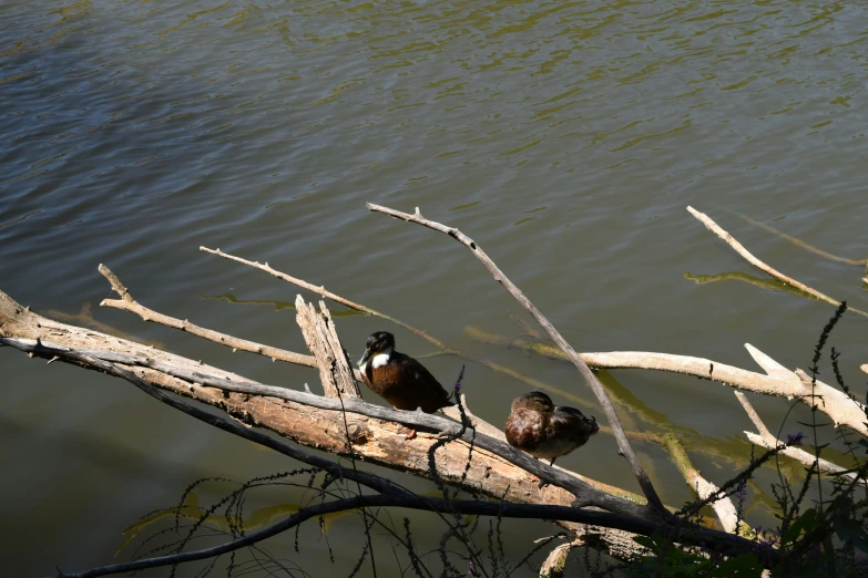 ducks standing on nches over body of water