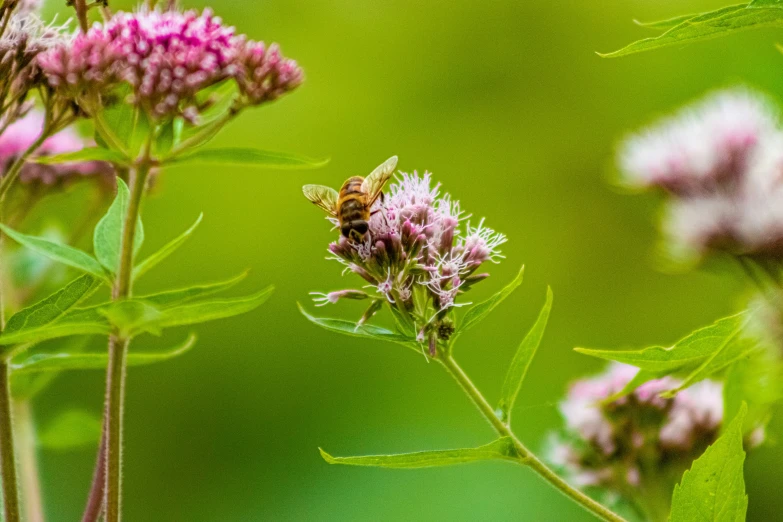 some plants and a bee on a green background