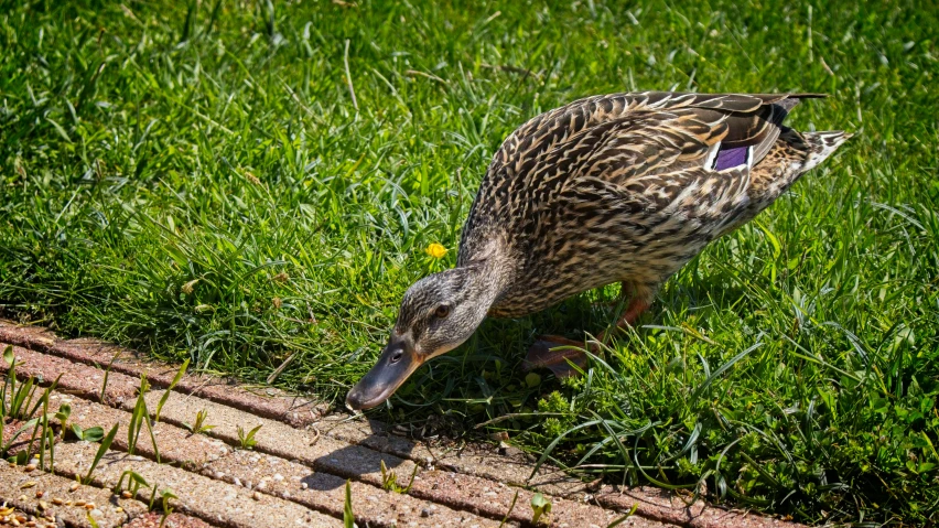 the bird is eating grass near a brick walkway