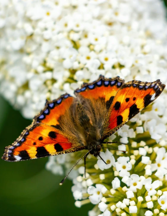 an orange and black erfly is sitting on some white flowers