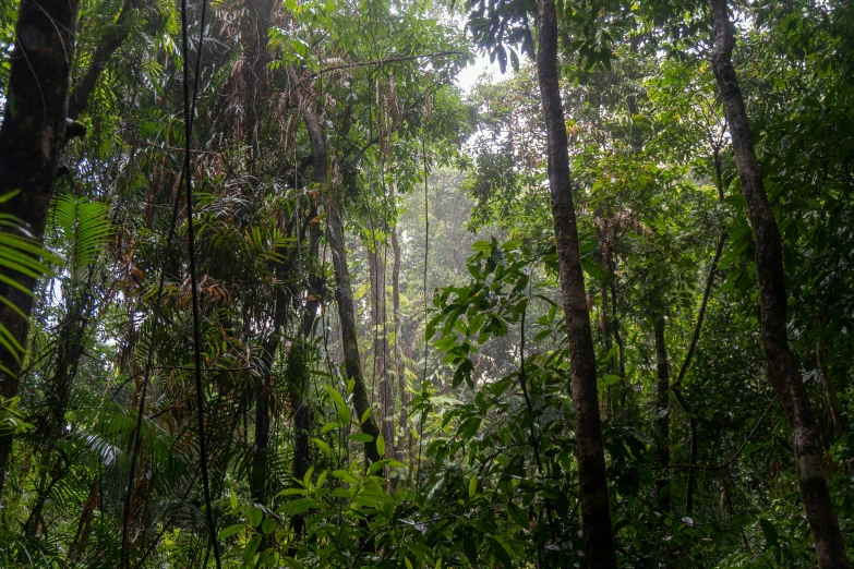 an area with many trees and other animals on it