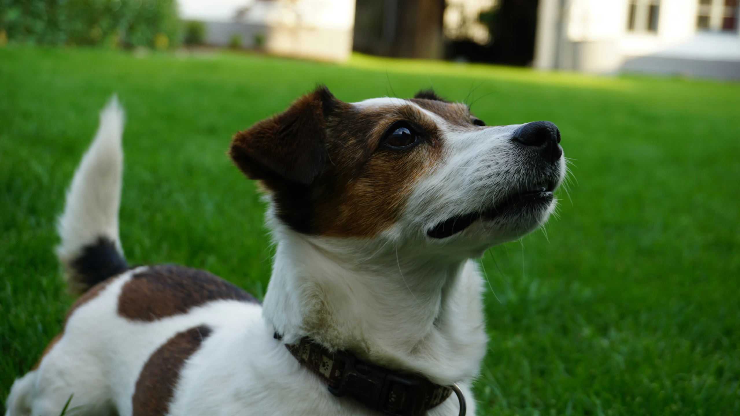 small brown and white dog laying in the grass