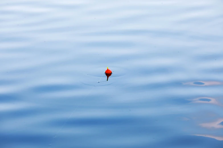 a single flower floating in the water with blue sky