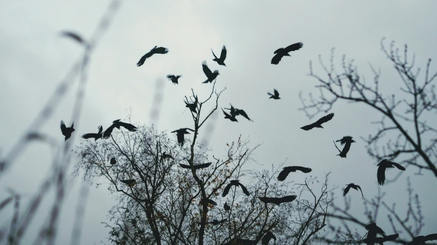 a flock of birds flying above trees on a grey day