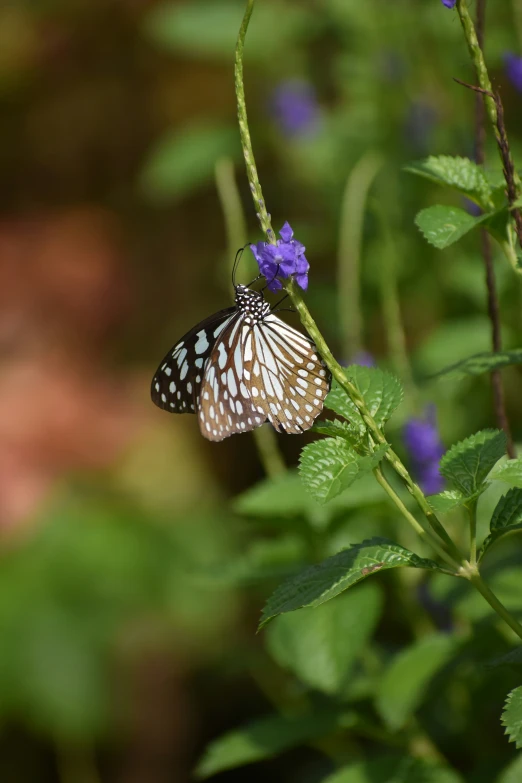 a erfly on a purple flower on the end of a stalk