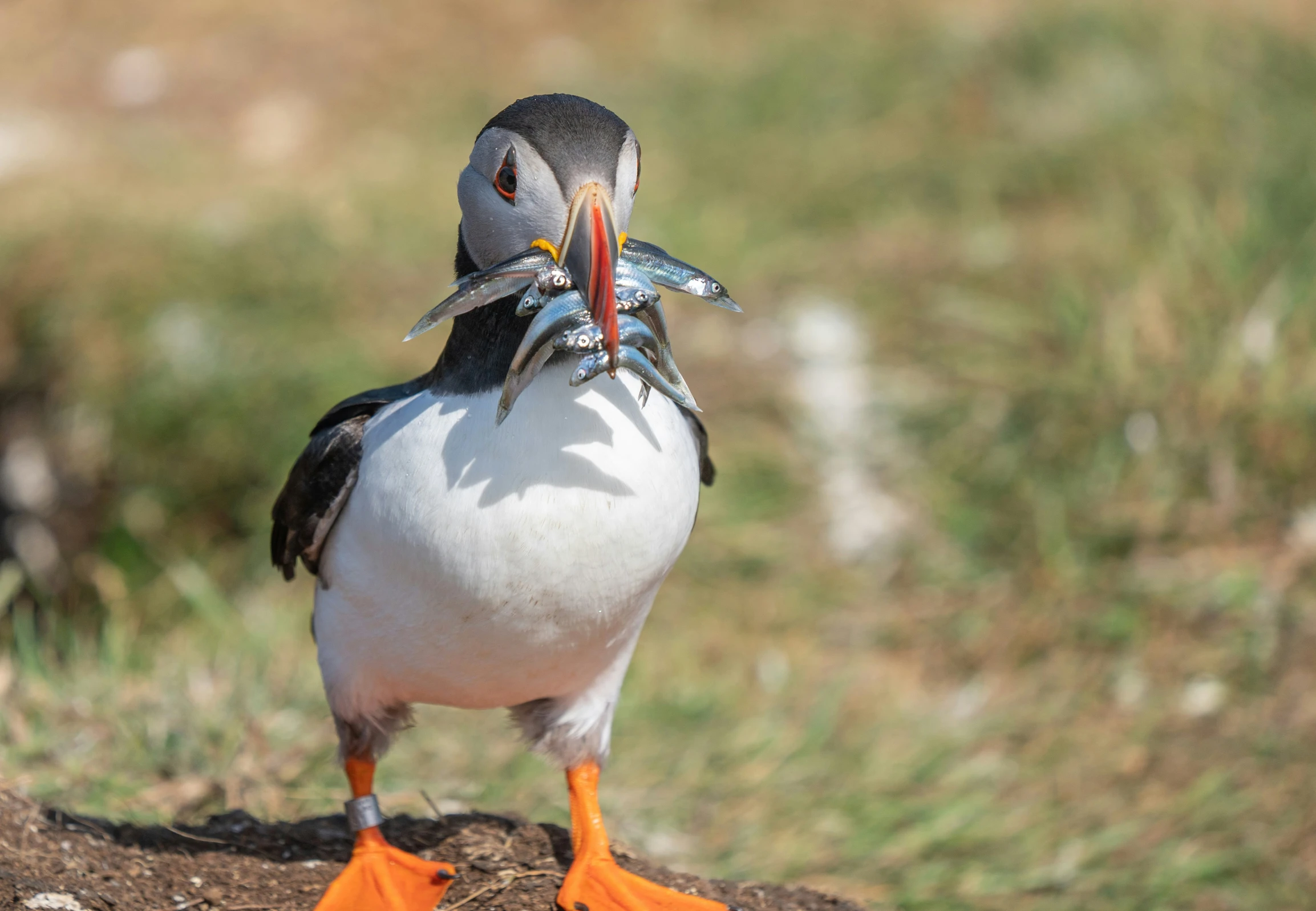 the bird is sitting on a rock with a fish in its beak