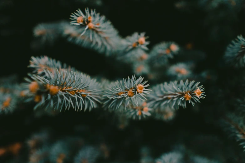 green and brown leaves are on the tree