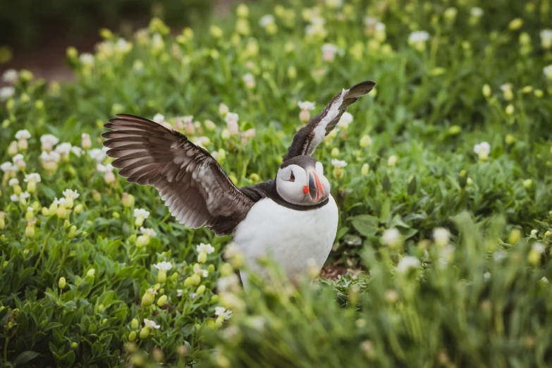 the bird in flight is stretching its wings to look at the ground