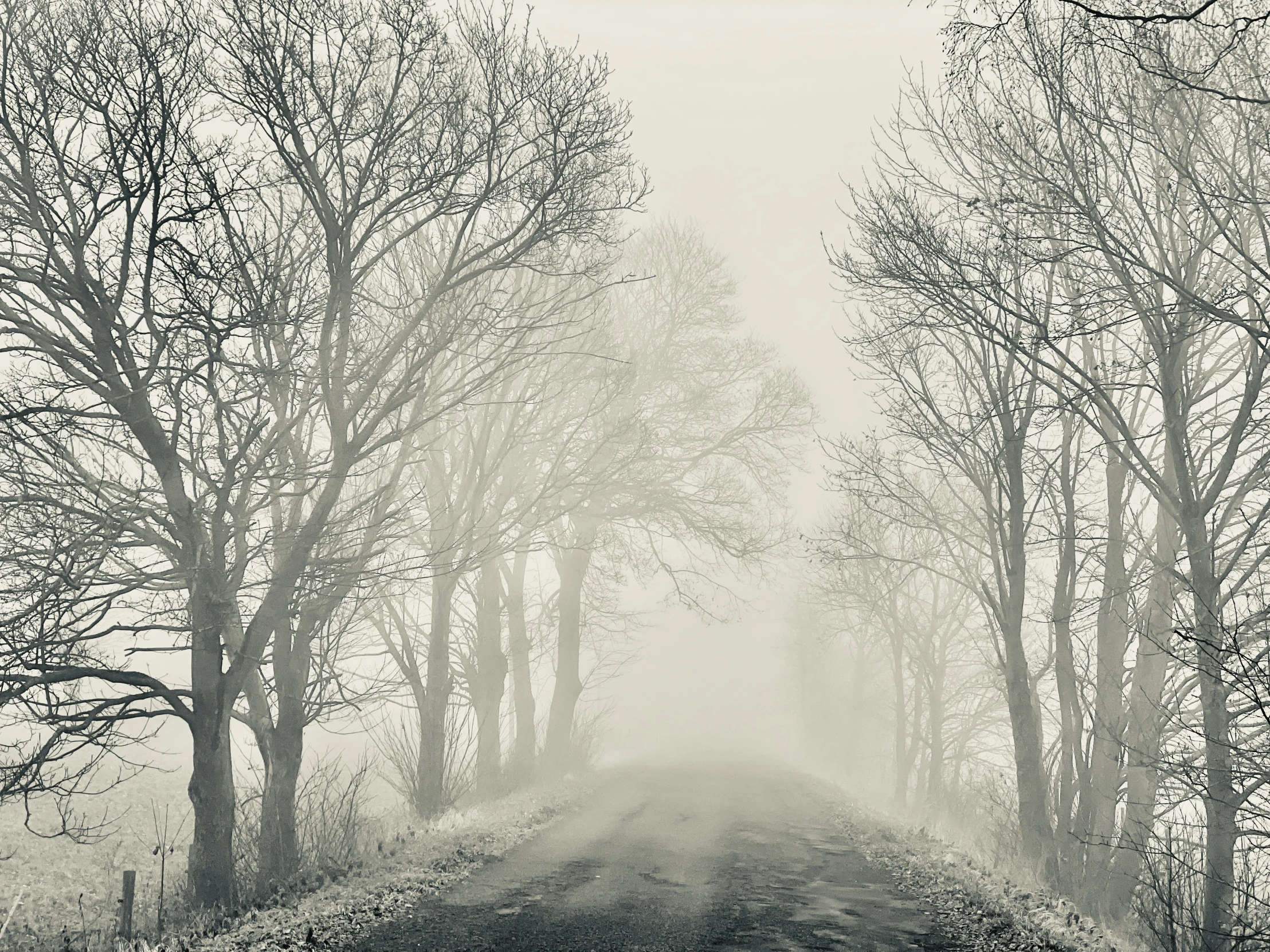 an old dirt road lined with tall bare trees