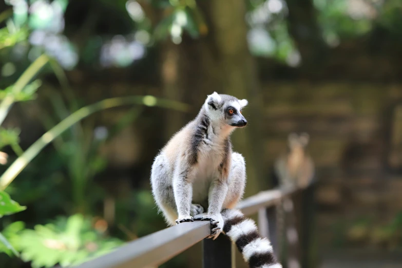 a close up of a animal on a rail