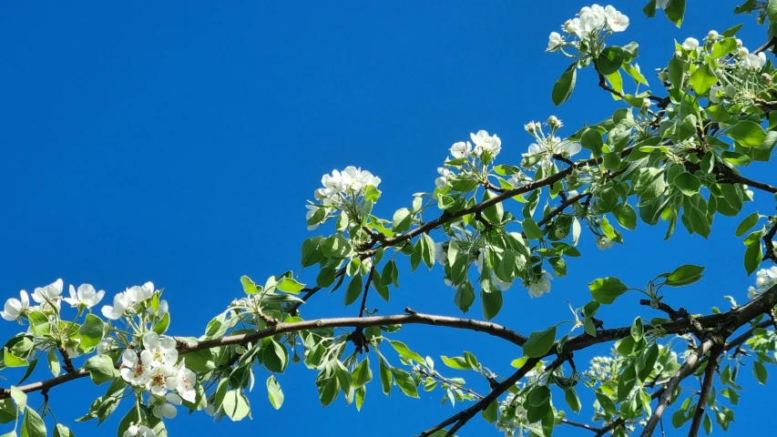 flowering tree nch with white flowers under blue sky