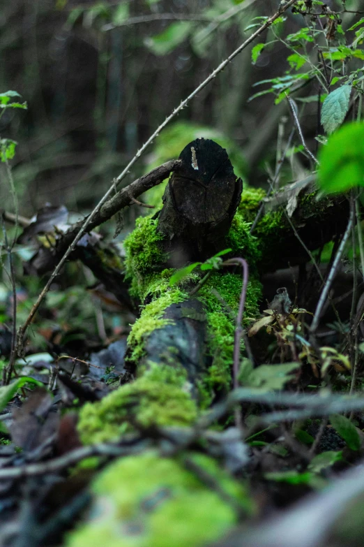 a mossy log in a dense forest