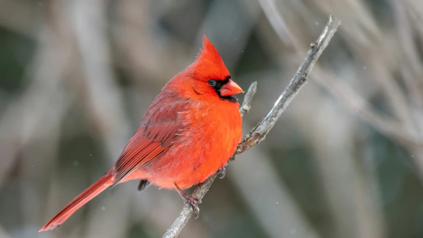 red cardinal perched on nch in snowstorm