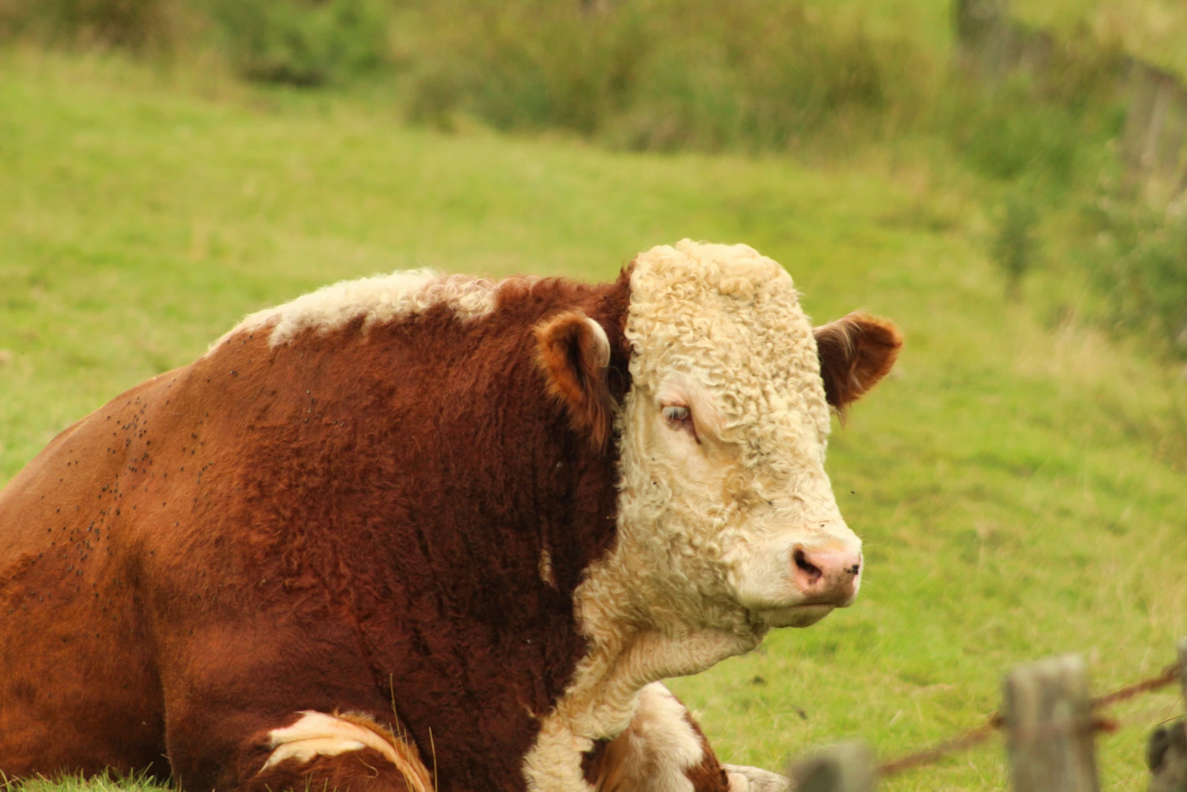 a cow is lying down in a field