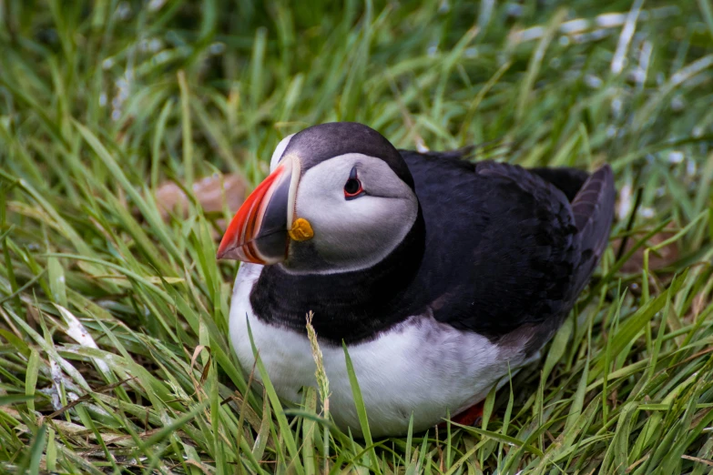 there is a small black and white bird on the grass