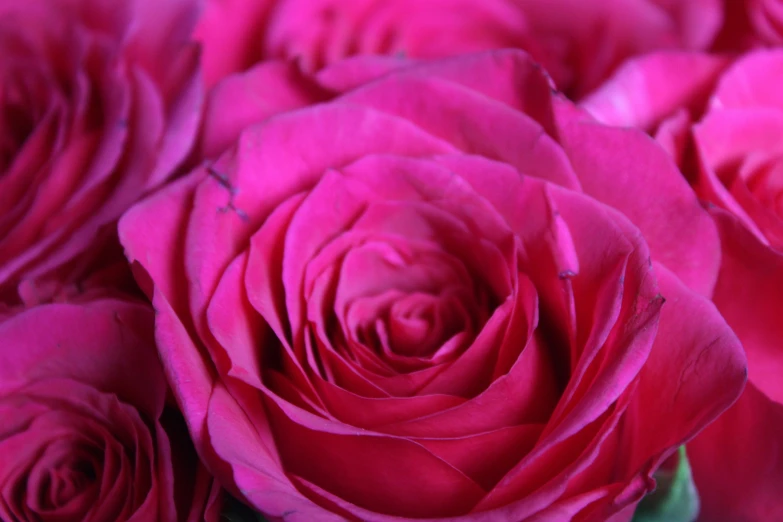 red rose with petals on white background