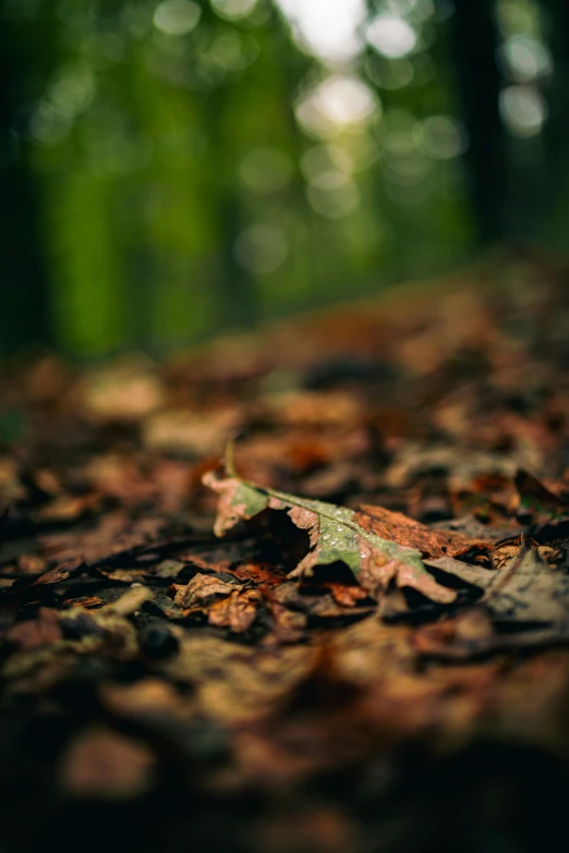 a leaf laying on the ground in the forest