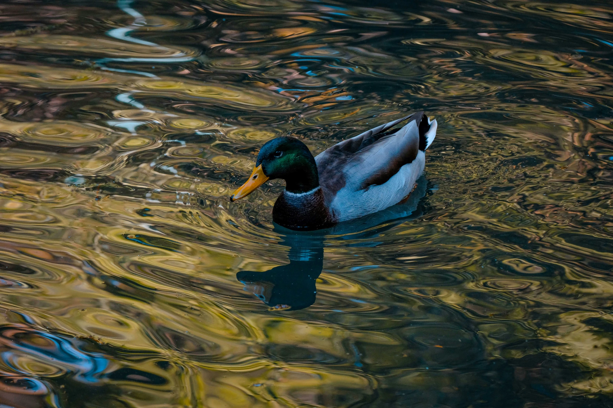 a mallard swims in a lake with ripples on the water