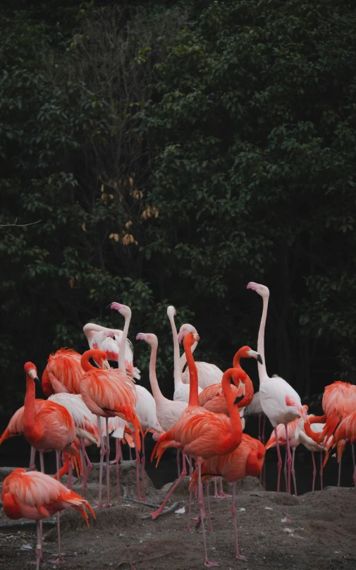 a group of pink flamingos in an enclosure