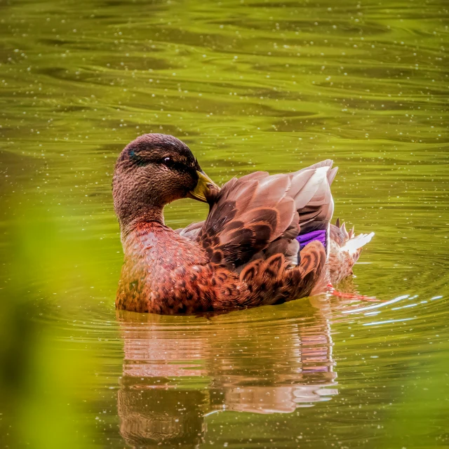 a duck that is sitting in the water