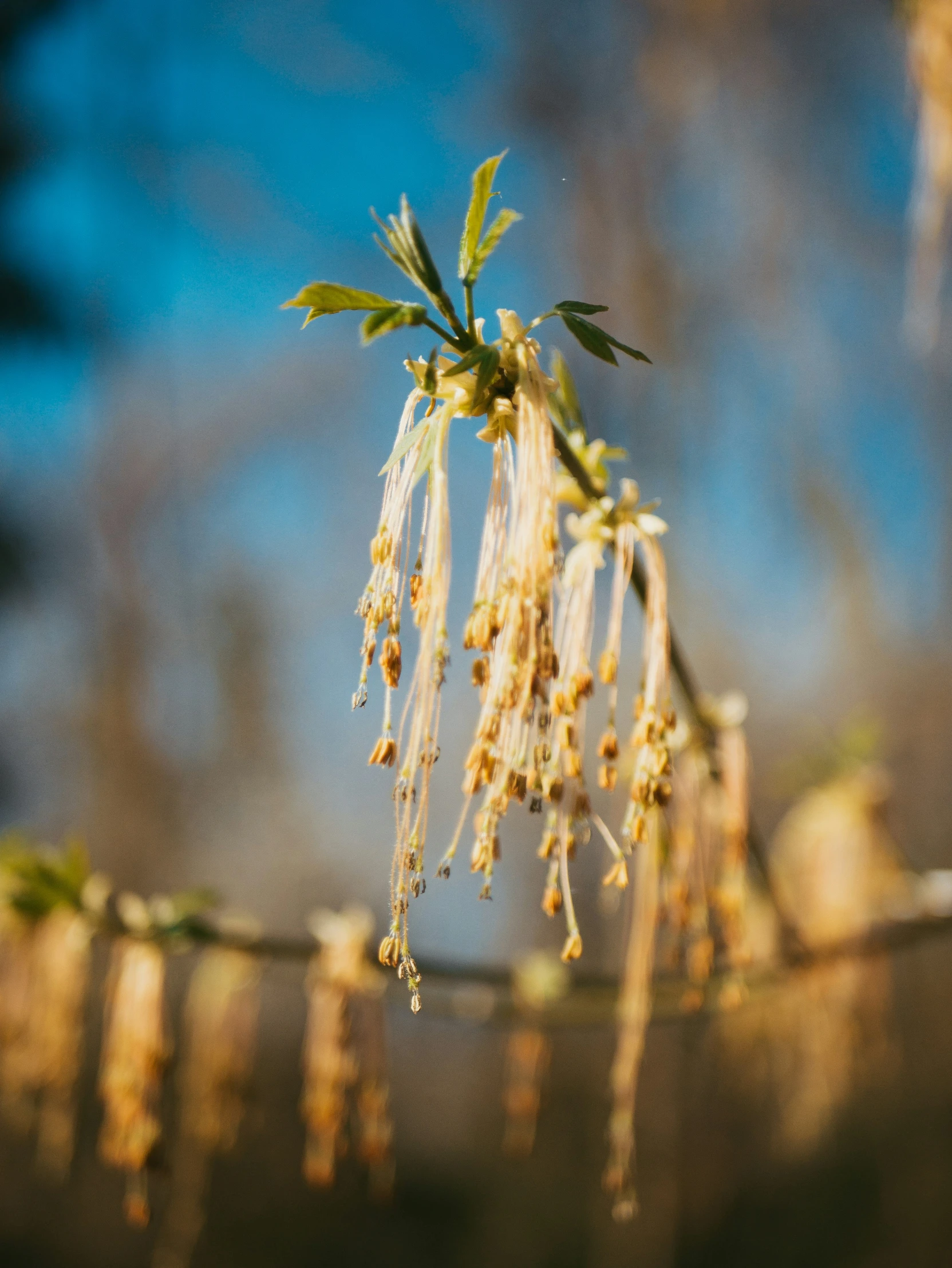 the plant has white flowers on it