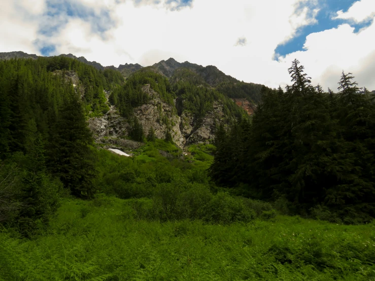 a group of trees are on the mountain side