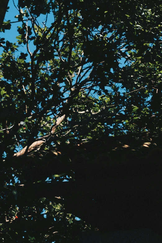 there is a white and black clock under trees