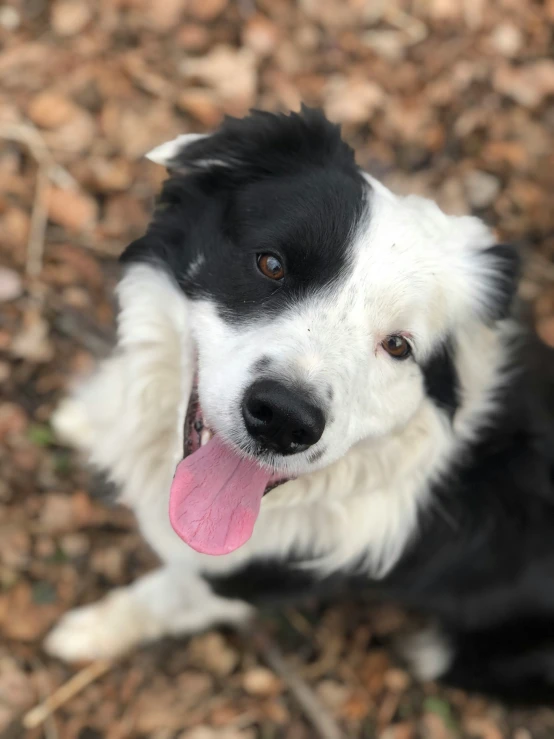 the black and white dog has a long pink tongue