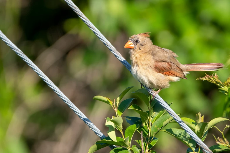 a bird is sitting on top of a power line