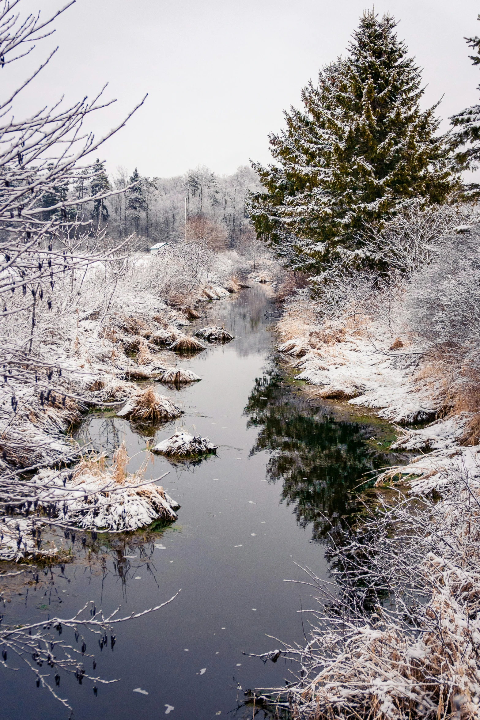 the snow is on top of the trees and water