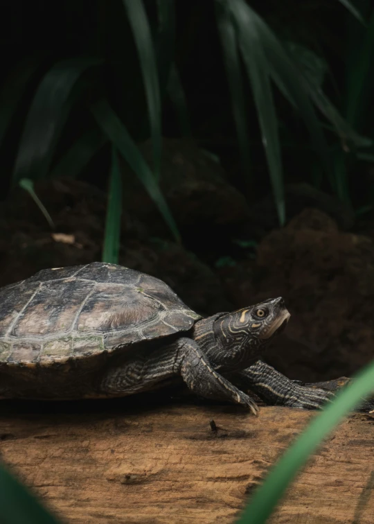 small turtle on wood with grass in background