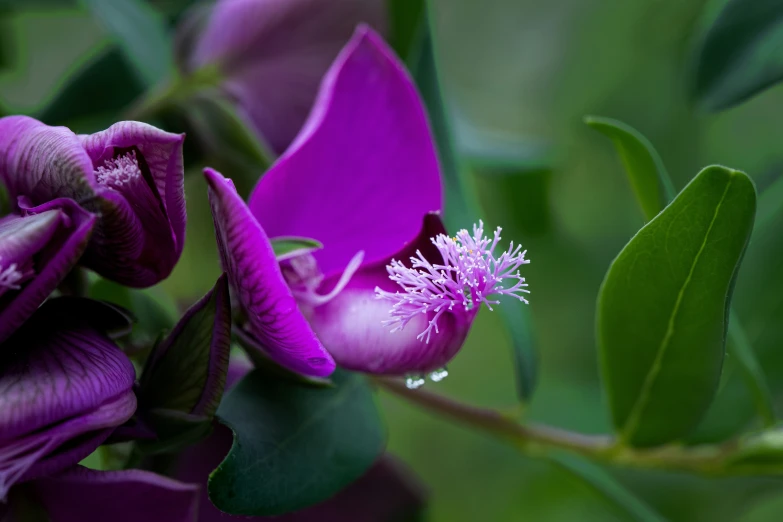 the purple flowers are blooming on the bush