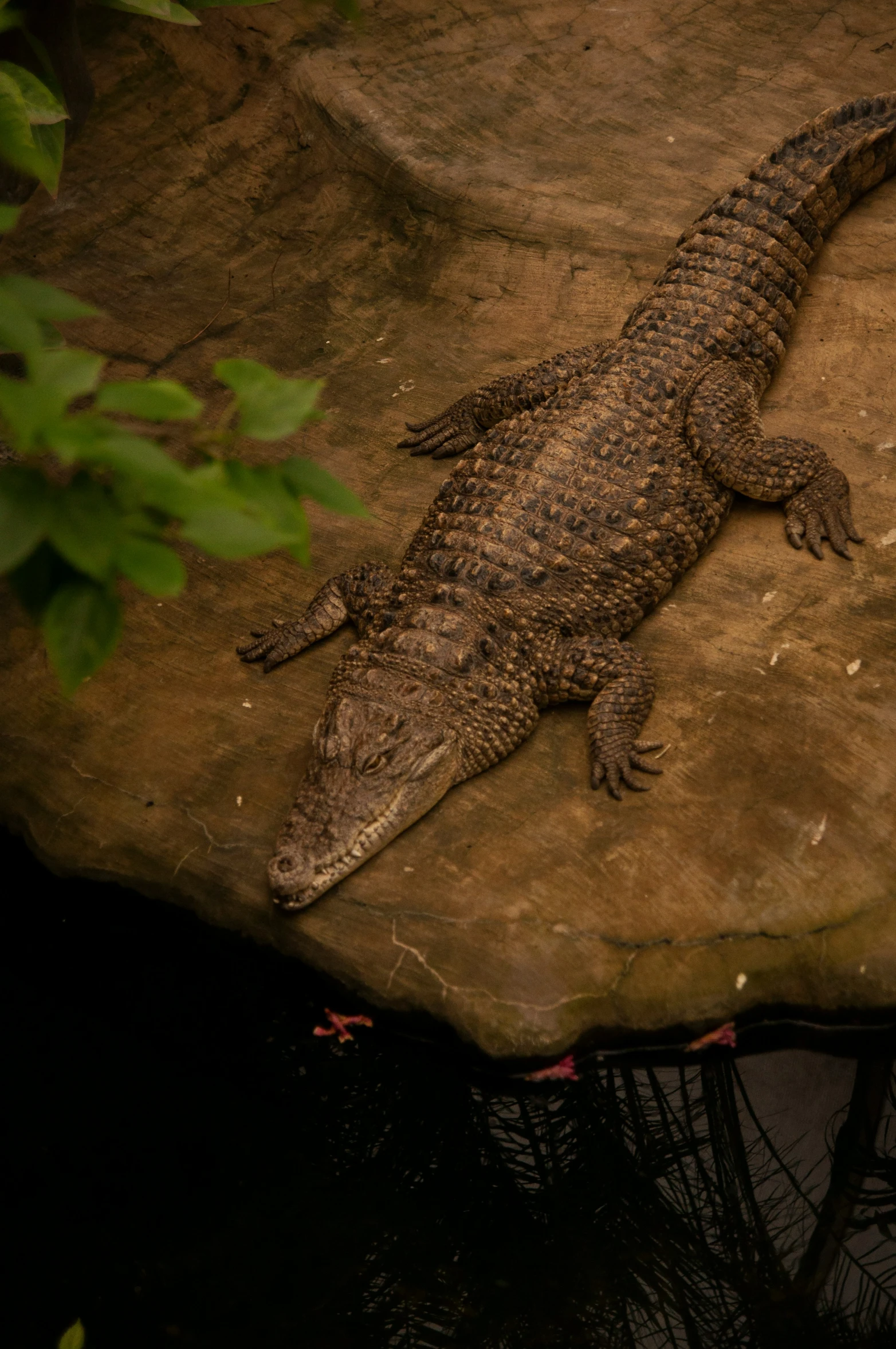 a large alligator on top of a rock and water