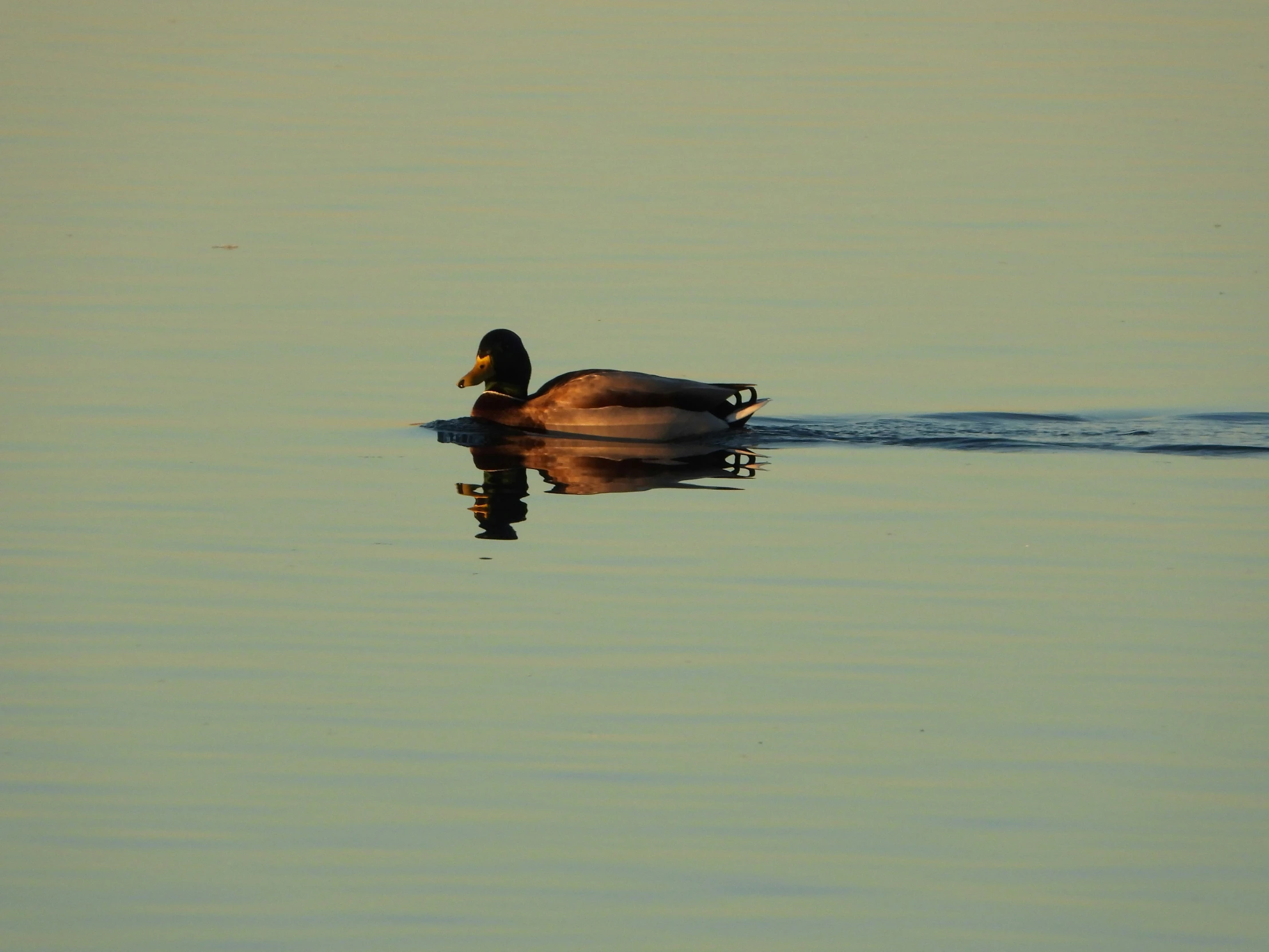 there is a small duck swimming in the calm water