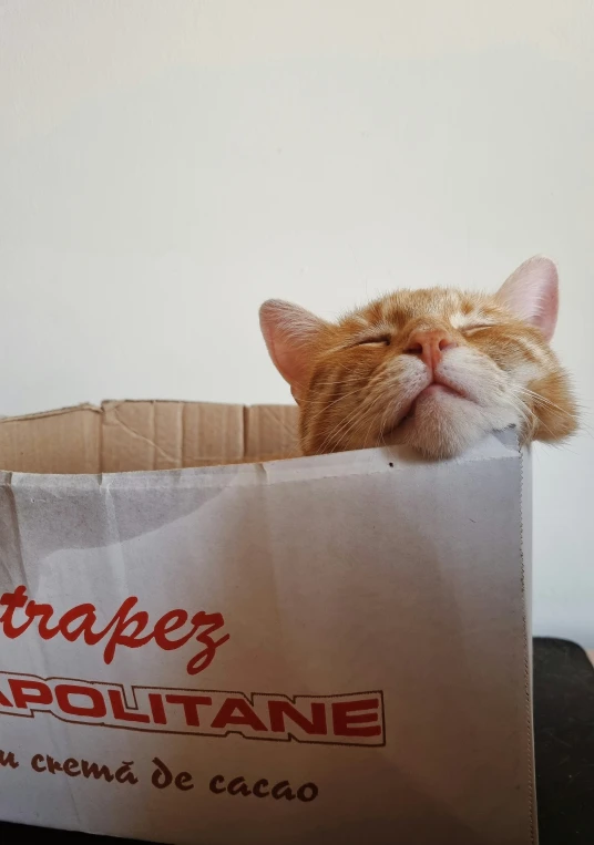 an orange cat sitting inside a white bag