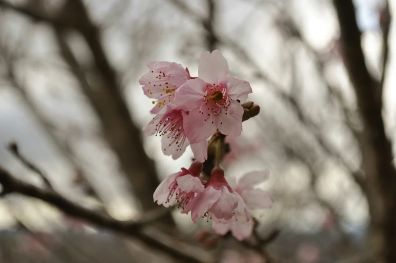 the nch of a tree has some pretty flowers