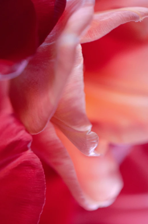 the bottom side of a flower with a red background