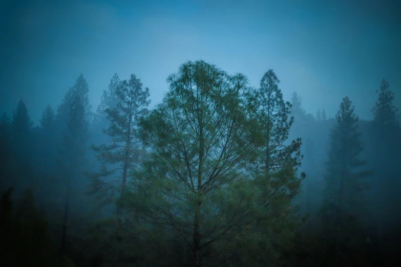 the dark trees are very tall and spooky